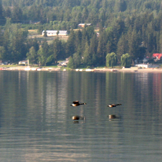 Morning Geese Flying