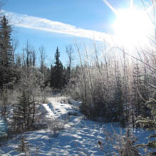 Winter wonderland with frosted trees
