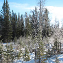 Winter wonderland with young trees