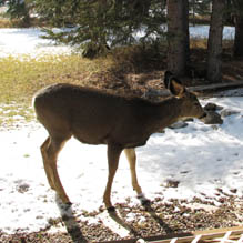 Deer on Porch